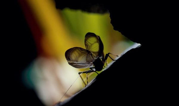 虫が鳴きつづける理由『プチペディア』で迫る、 昆虫・植物・動物のヒミツ