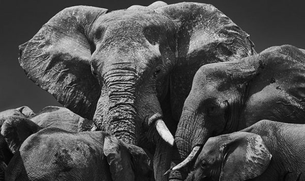 美しき野生、その今。