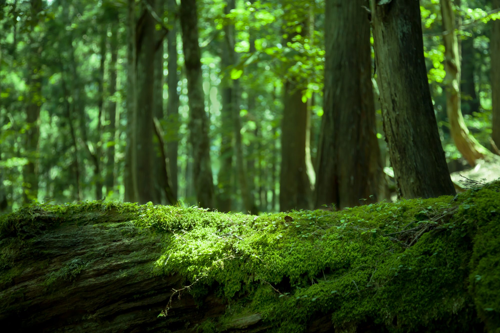 ©️VGL/a.collectionRF /amanaimages