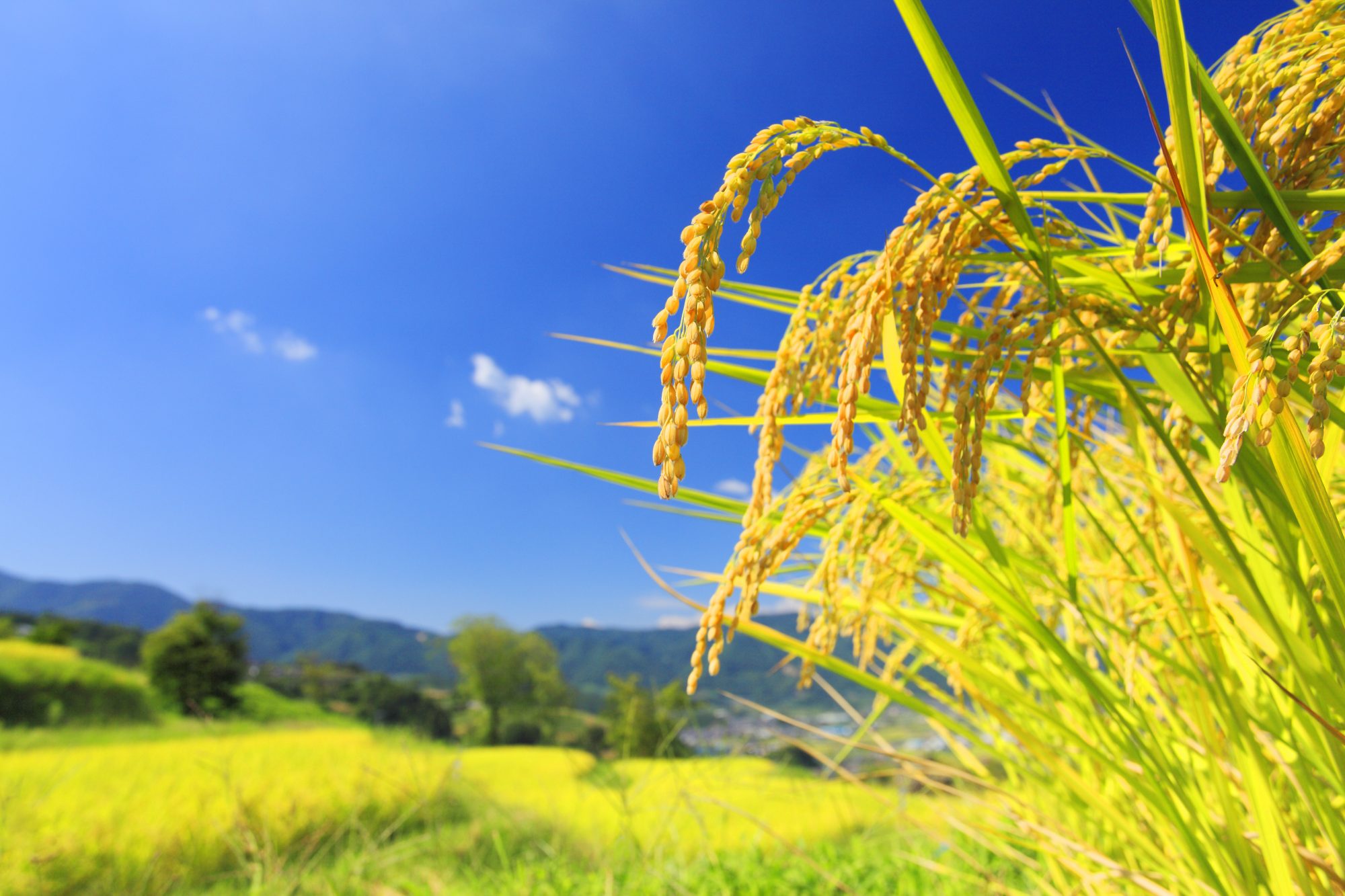 米どころの東北地方などで多く排出される、米ぬか。東洋インキでは地元東北の企業で「米ぬか油」を抽出してライスインキを作った。東日本大震災からの復興にも貢献したことから、第21回地球環境大賞「経済産業大臣賞」など、さまざまな賞を受賞 ©️ Mitsushi Okada/orion /amanaimages