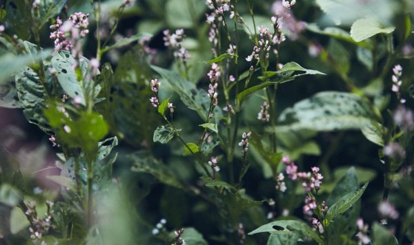 藍と “ジャパンブルー”（前編）