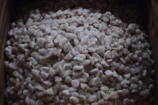 発酵前のカカオ豆。木箱に入れたばかりの段階 （写真提供：蕪木祐介氏）