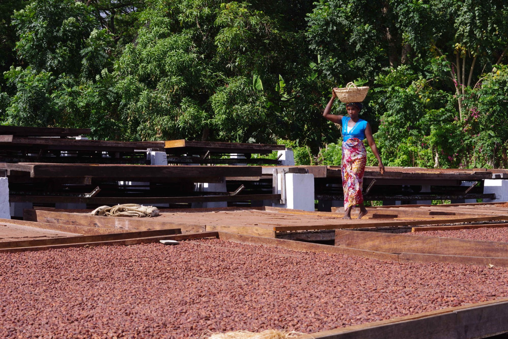 発酵を終えたカカオ豆はパティオなどに広げられ、カビなどが発生しないよう十分に乾燥させた後で出荷される （写真提供：蕪木祐介氏）