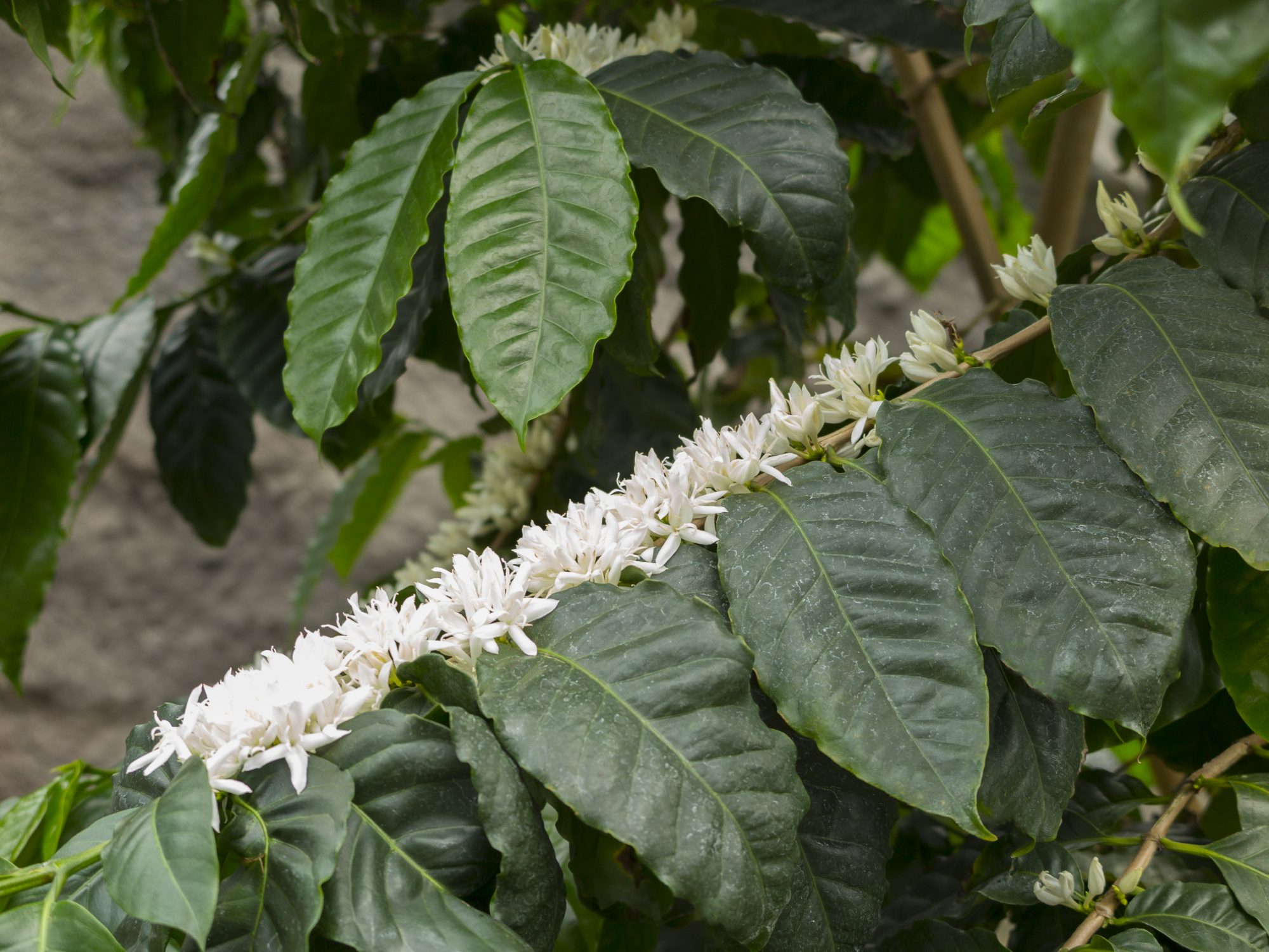 発芽から3～5年で、ジャスミンに似た香りの白い花を咲かせるコーヒーノキ ©︎Nobuyuki Yoshikawa/a.collectionRF /amanaimages