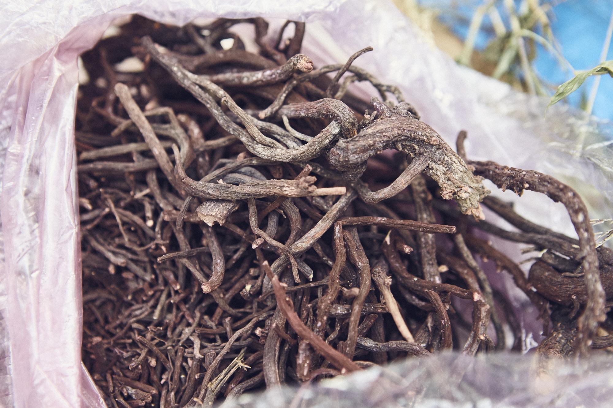 ムラサキの根。紫色を染める。紅花染めも紫根染めも、たいへんな手間のかかる染めだ