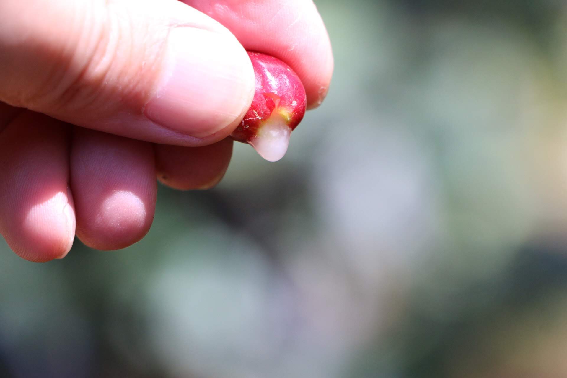 コーヒー果実に含まれるジュースには、酵素がたっぷり含まれている （写真提供：中川亮太氏）