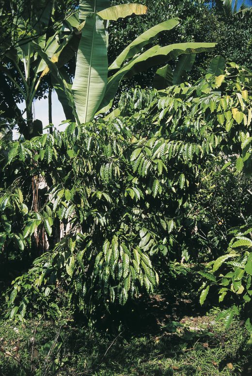 Robusta Coffee plant growing in a field ©︎DeA Picture Library /amanaimages