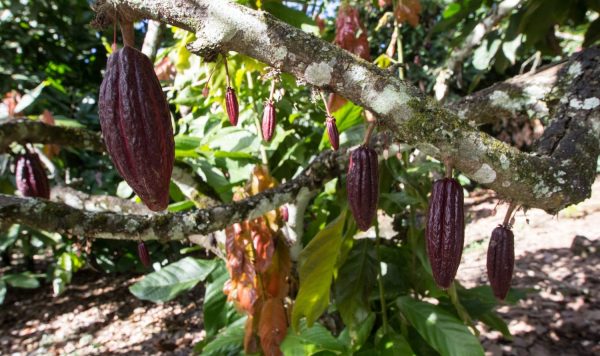 コーヒー＆チョコレート③