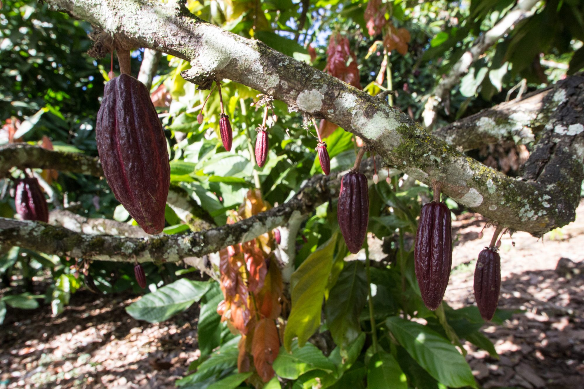 中南米原産カカオ、近代改良種の畑。花は葉が落ちた後の葉腋から生じ、その後に実をつける（ペルー クスコ県 エチャラテ村） ©︎JUN TAKANO/SEBUN PHOTO /amanaimages