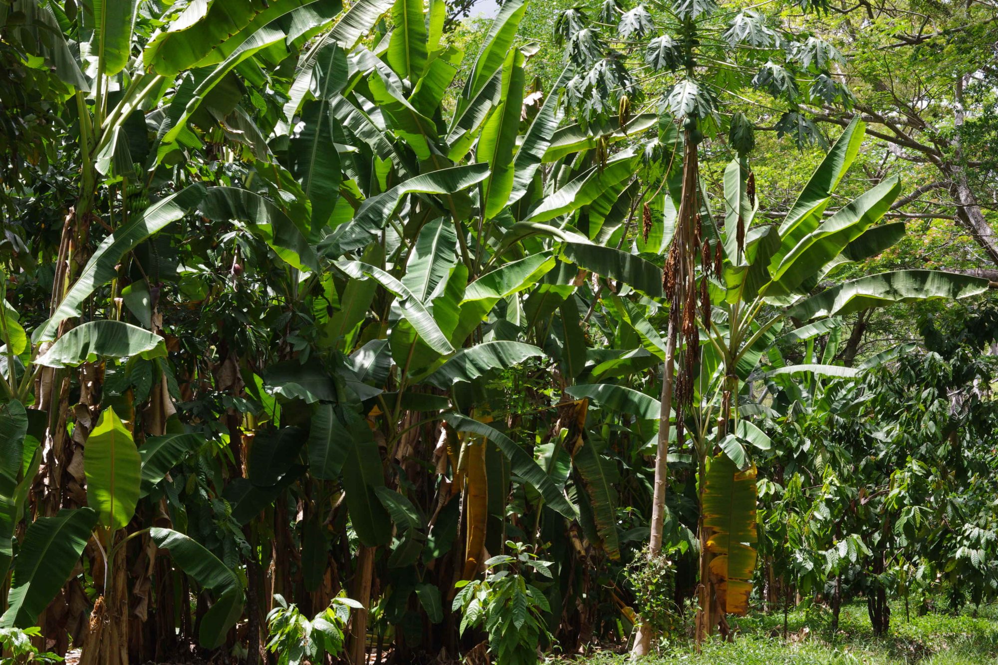 カカオは直射日光を嫌い、半日陰を好む植物。そのため、日陰となるバナナの木（あるいはゴムの木）を近くに植えることが多い。土壌の乾燥を防ぐだけでなく、微生物の多様さにも影響している可能性がある （写真提供：蕪木祐介氏）