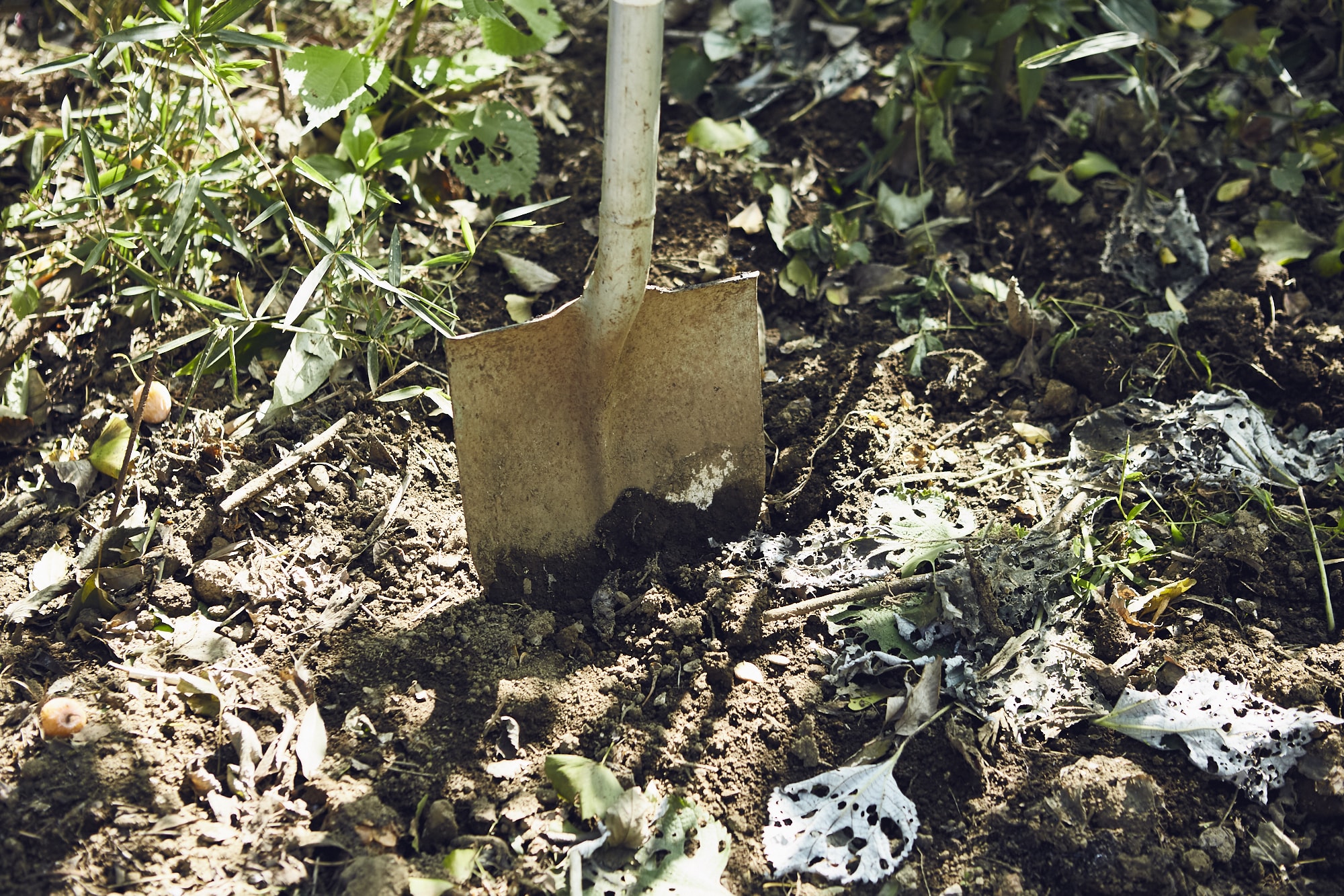 工房では、すべて土に還せる染色を目指し、天然繊維、安全な染料・媒染剤による草木染を行っている