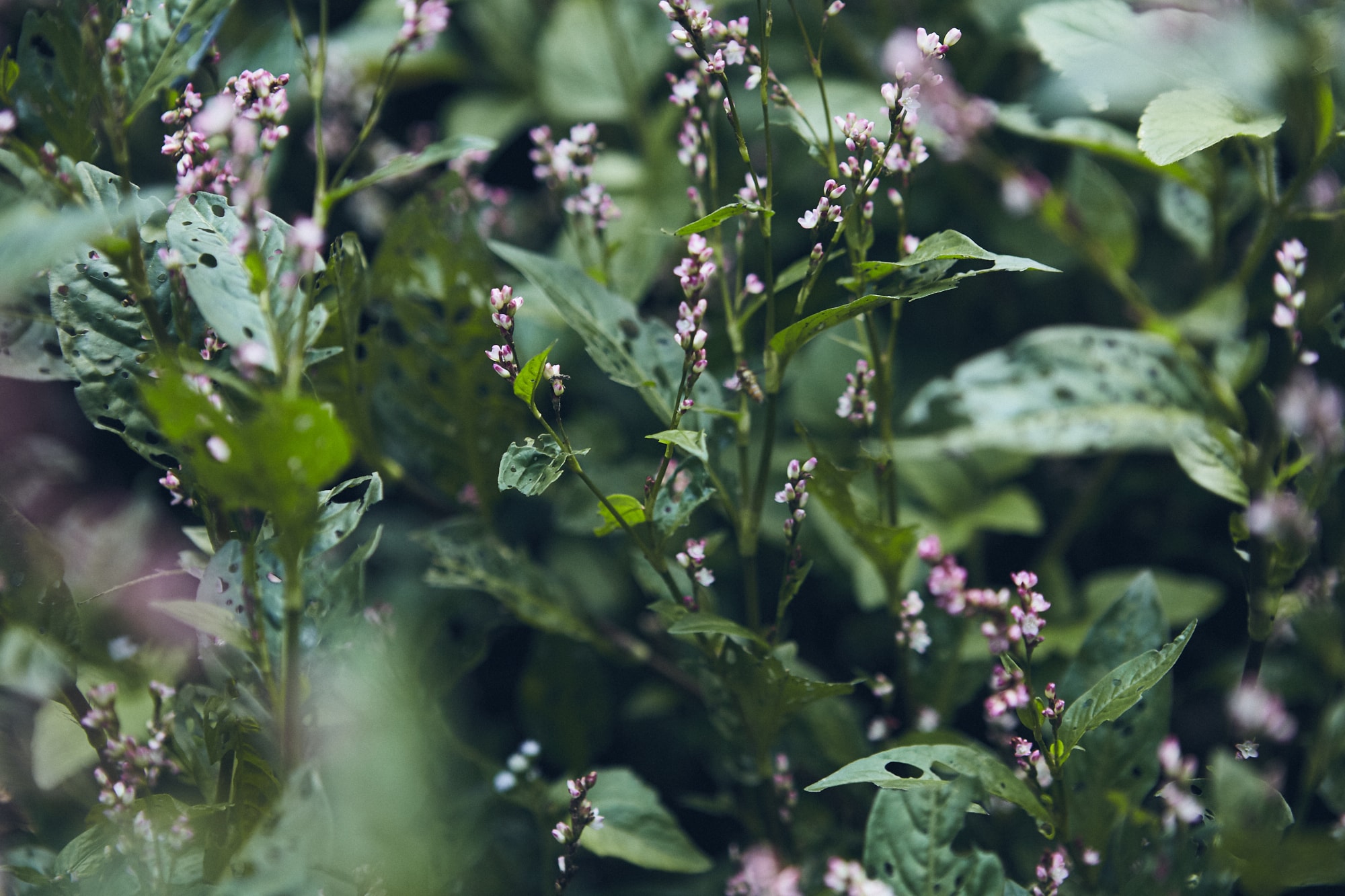 畑のタデアイには、薄紅色の小さな花が咲いていた