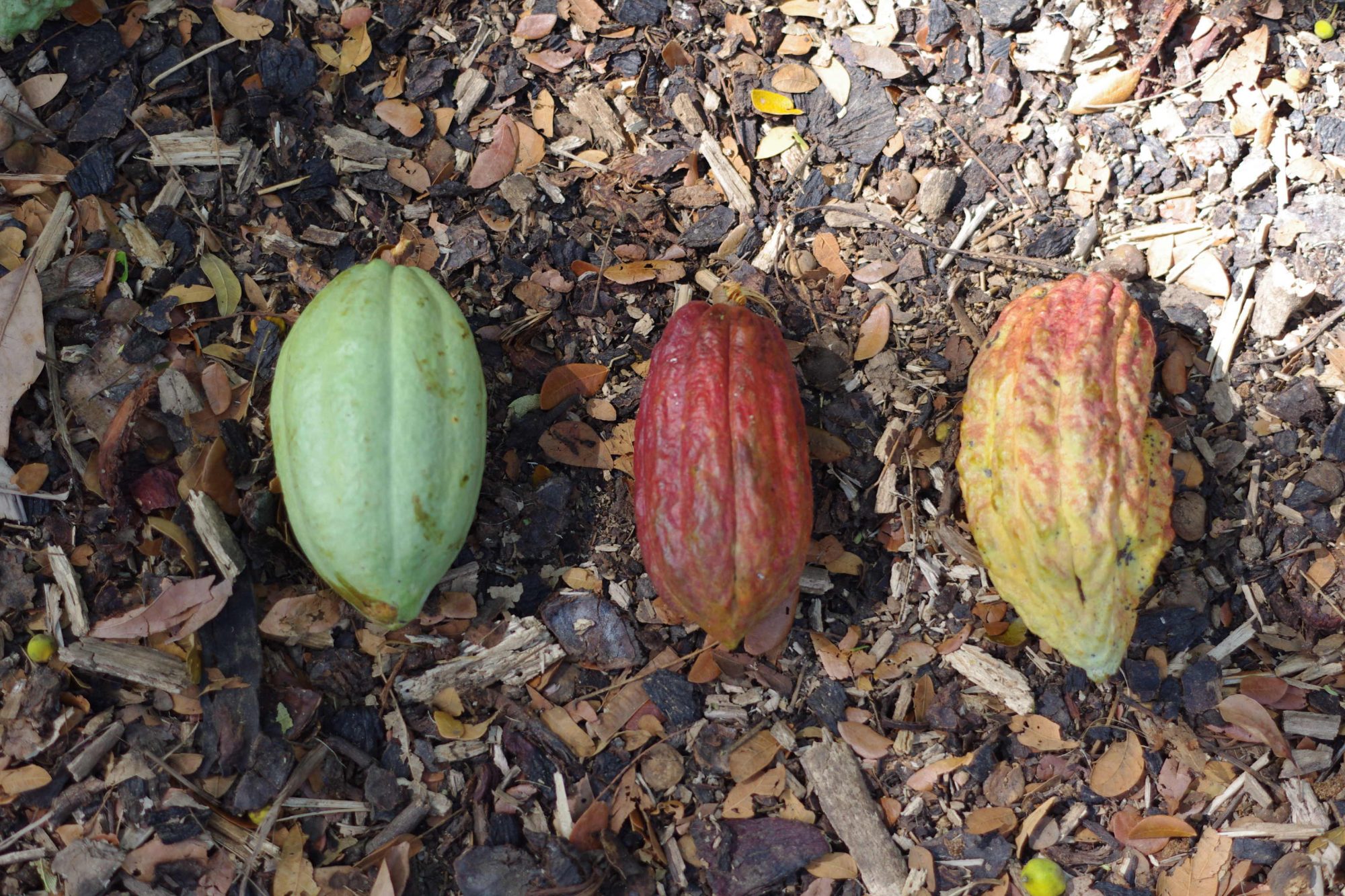 左からフォラステロ種、トリタリオ種、クリオロ種のカカオ （写真提供：蕪木祐介氏）