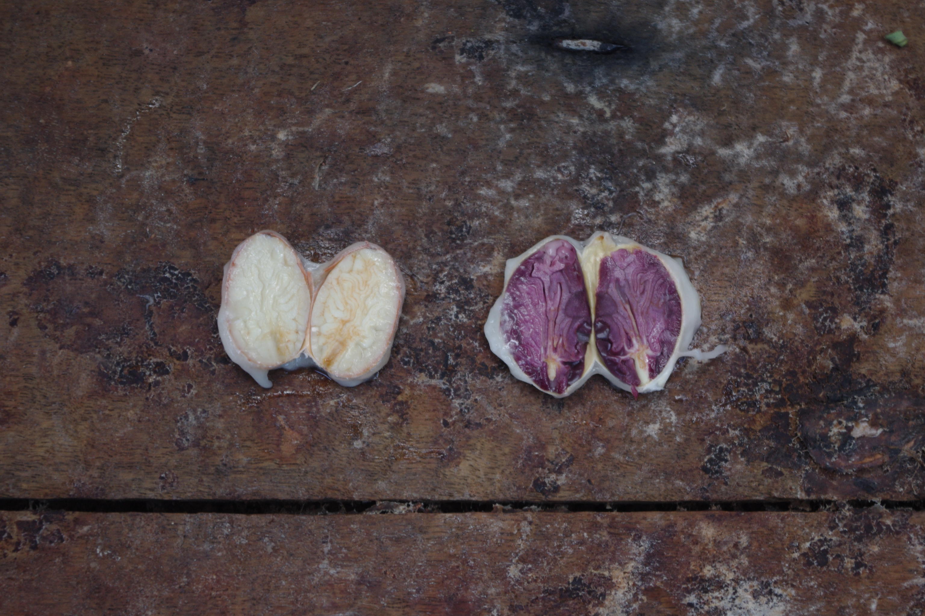 カカオ豆の断面。左からクリオロ種、フォラステロ種 （写真提供：蕪木祐介氏）