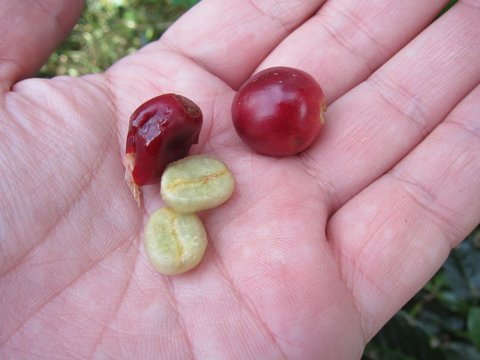指でコーヒーの種（コーヒー豆）を取り出したところ。フィンガーパルピングとも言う （写真提供：中川亮太氏）