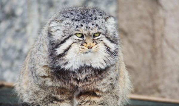 モッフモフの野生ネコ　マヌルネコ