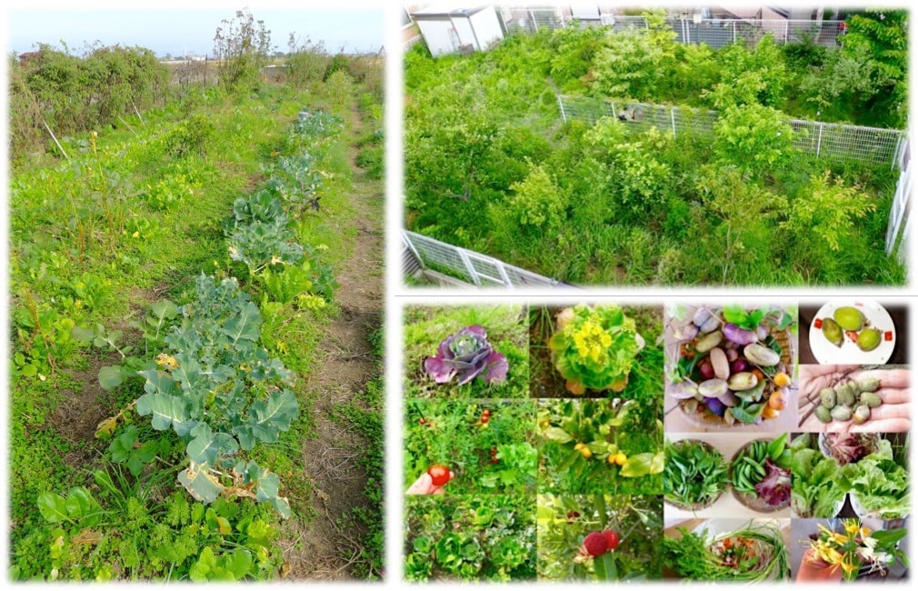 協生農法を実践した畑の様子とそこで採れた多様な産物。周囲の自然界に開かれた小さな土地があれば、協生農法は誰にでも実践可能。「世界の農地数の9割で耕作し、8割におよぶ主要農産物を生産する小・中規模な農業が、生物多様性を損なわずに生産する方法へ転換することが必要」だと舩橋さんは言う （写真提供：舩橋 真俊氏）
