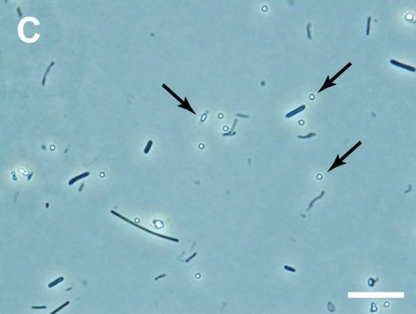 海底下約2kmの石炭層のコアサンプルから培養された世界最深部の海底下微生物群集。A：石炭層に付着する微生物細胞と、C：胞子様の細胞（矢印）を示す光学顕微鏡写真。ともに右下白線のスケールは10㎛ ©︎JAMSTEC