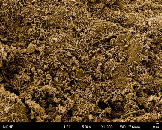 石炭に膨大な数の微生物が付着し増殖している様子がわかる走査型電子顕微鏡写真。海底下約2,000mから採取された石炭層のサンプルを粉末にし、スポンジに染みこませた後、無酸素環境で培養したところ、たくさんの微生物を確認できた ©︎JAMSTEC