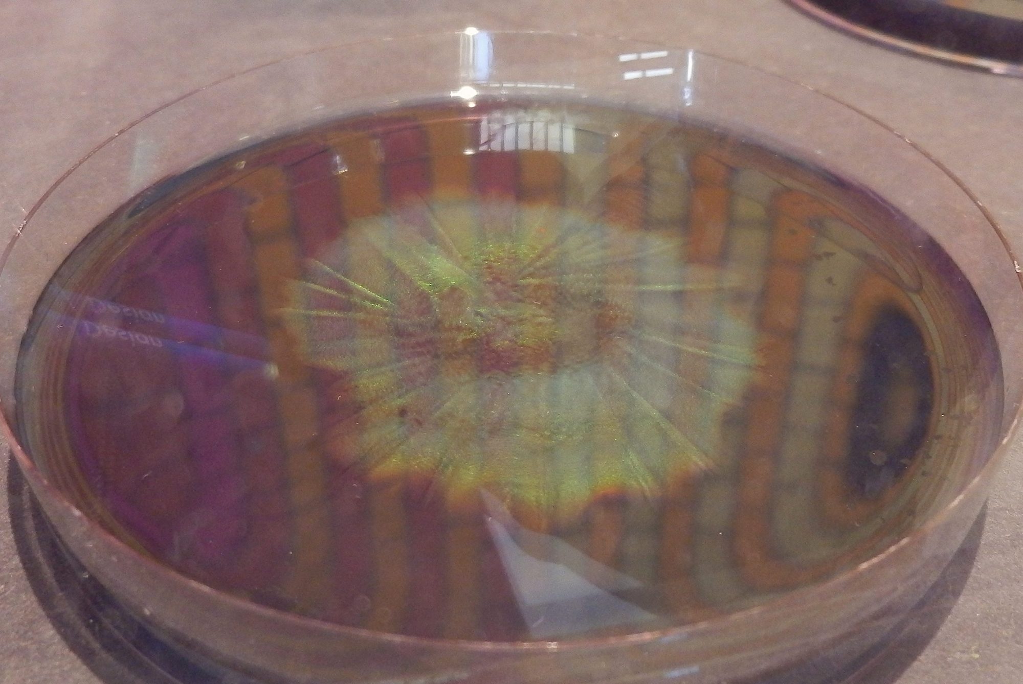 メタリックカラーを帯びたフラボバクテリュウム菌の遺伝子を変容させることで、色の変更や強弱を調整できる。将来的には、自動車や建築に使える生物分解性ペンキの開発も期待される。Hoekmine BV 、Vignolini’s Group 、Kate Feller and Villads Egede Johansen 、University of Cambridgeによる協働開発 ©Kaoru Urata