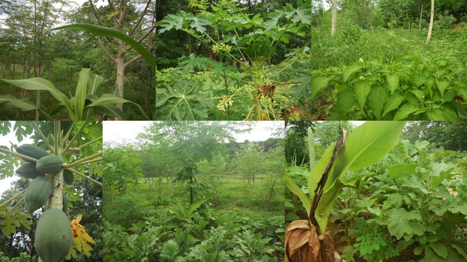 アフリカ・ブルキナファソでの協生農法の実践。上から2015年、2016年、2017年の様子。砂漠化し自然回復が不可能だった土地に150種の現地作物を用いた協生農法を導入。1年間で砂漠化を逆転させ、森林生態系の回復に成功、現在も実証実験を継続している Synecoculture pilot farm in Mahadaga, Burkina Faso ©︎AFIDRA