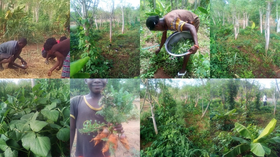 アフリカ・ブルキナファソでの協生農法の実践。上から2015年、2016年、2017年の様子。砂漠化し自然回復が不可能だった土地に150種の現地作物を用いた協生農法を導入。1年間で砂漠化を逆転させ、森林生態系の回復に成功、現在も実証実験を継続している Synecoculture pilot farm in Mahadaga, Burkina Faso ©︎AFIDRA