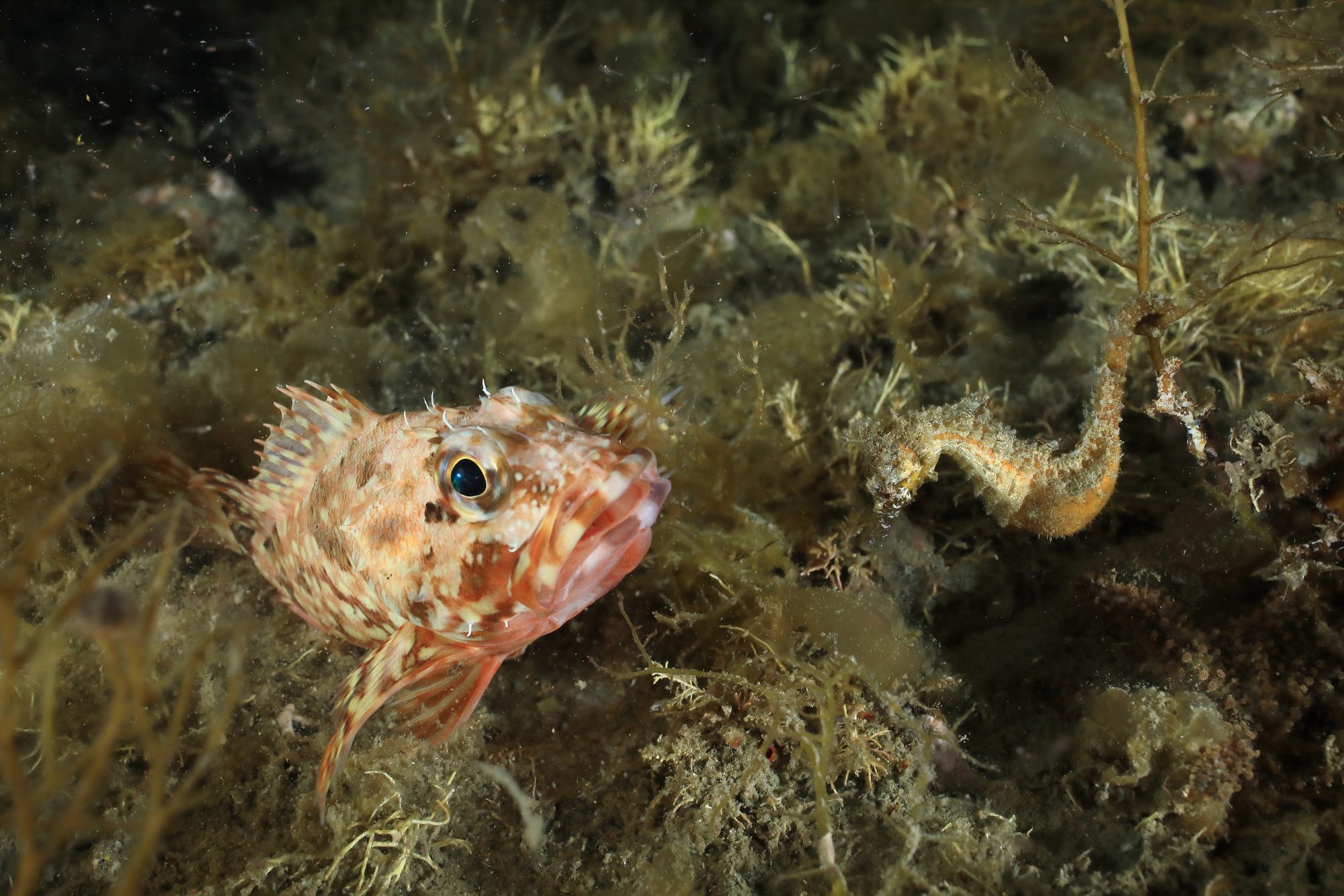 仲むつまじい新種の魚 ヒメタツのひみつ アマナとひらく 自然 科学 のトビラ Nature Science