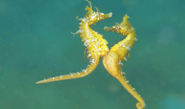 仲むつまじい新種の魚、ヒメタツのひみつ