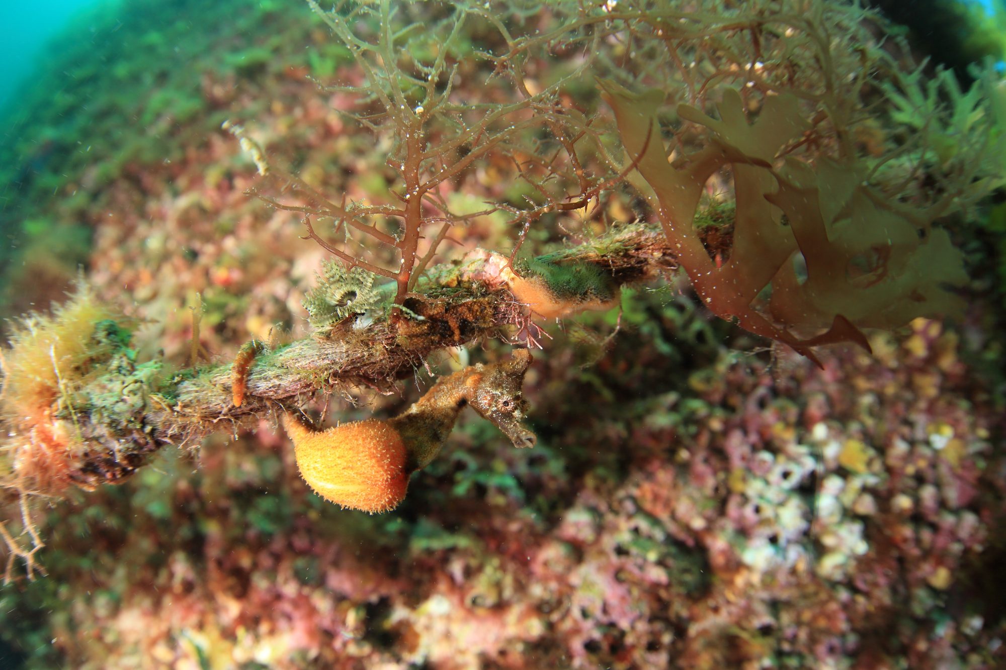 少しずつ大きくなっていく、オス（写真中央にいます）のお腹。メスから受け取った卵を「育児のう」の中で育てているところ。ふ化までの期間は、水温によって異なり、1〜2ヶ月。その間、メスは自分のお腹の中で新たな卵を作り出して、次の産卵に備えます ©︎尾﨑たまき