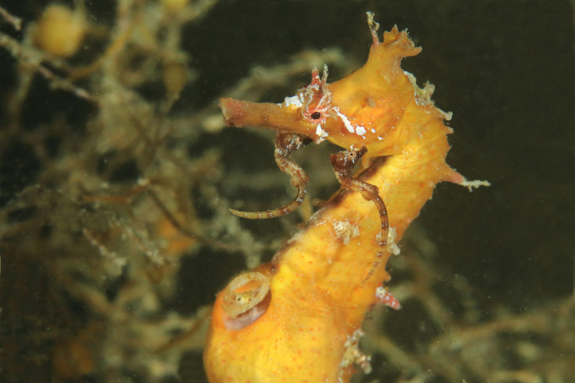 仲むつまじい新種の魚 ヒメタツのひみつ アマナとひらく 自然 科学 のトビラ Nature Science