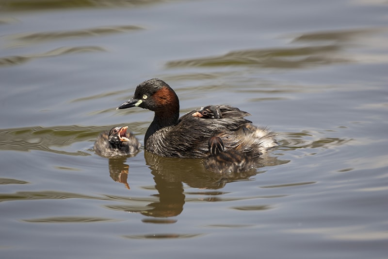 子育てするカイツブリ ©Joe Takano