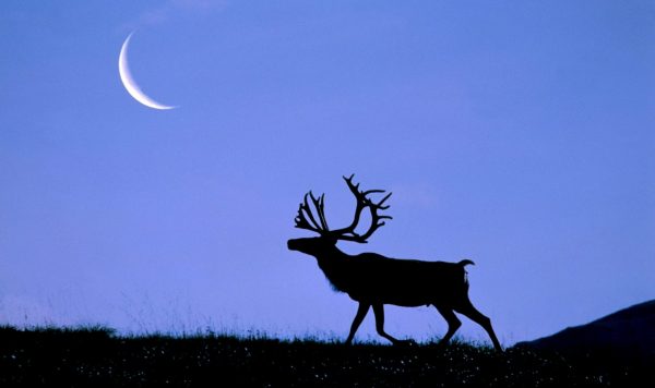 月のうた、星のうた。