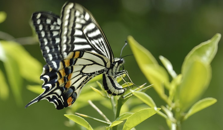 チョウは産卵場所をどう見分ける プチペディア で迫る 昆虫 植物 動物のヒミツ アマナとひらく 自然 科学 のトビラ Nature Science