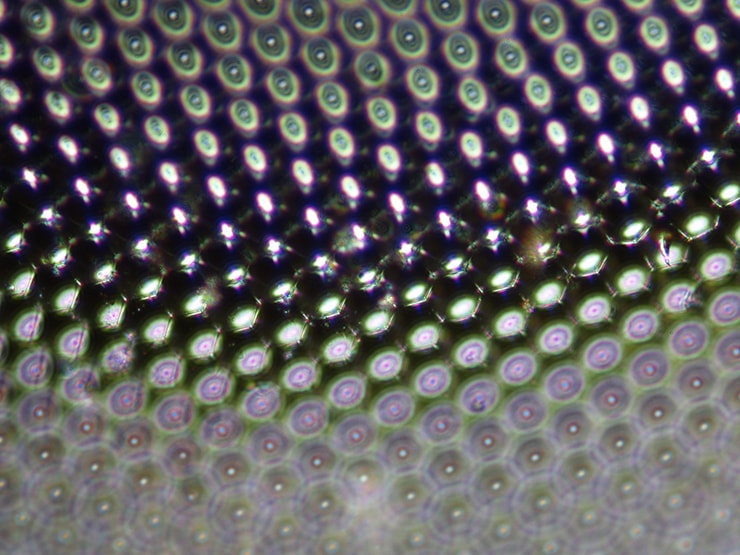 ナミアゲハの複眼 ©️kitazoe nobuo/Nature Production /amanaimages