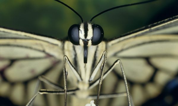 チョウは産卵場所をどう見分ける？