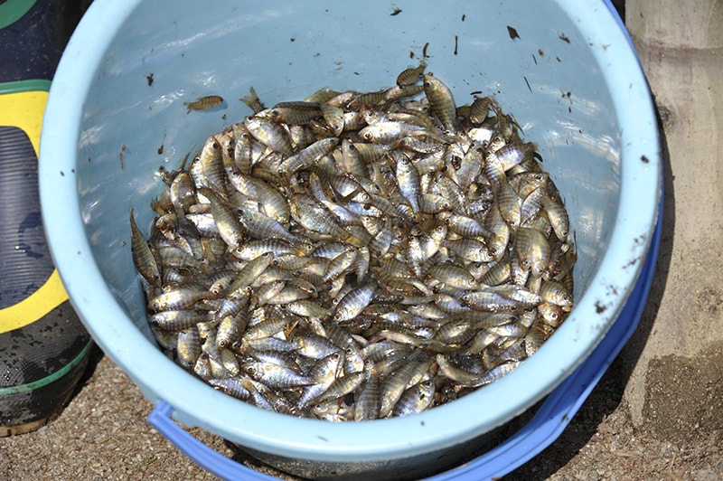 捕獲したブルーギル ©Joe Takano