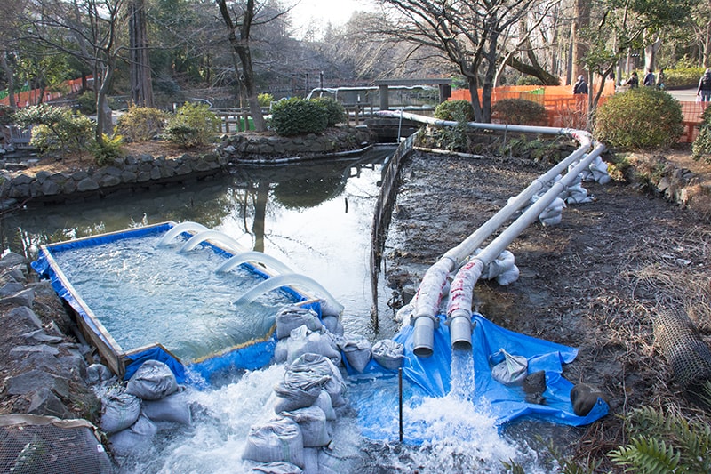 池の水をすべて抜く本当に正しい方法 井の頭池 かいぼりで蘇る アマナとひらく 自然 科学 のトビラ Nature Science