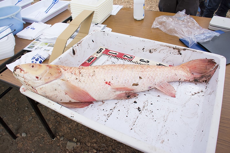 アルビノのアオウオ ©Joe Takano