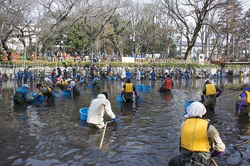 池の水をすべて抜く本当に正しい方法 井の頭池 かいぼりで蘇る アマナとひらく 自然 科学 のトビラ Nature Science