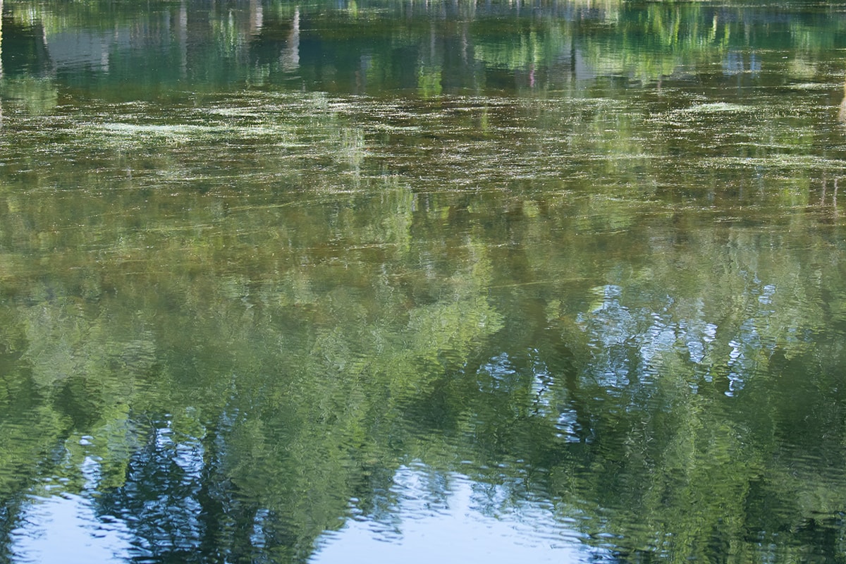 池の水をすべて抜く本当に正しい方法。 井の頭池、かいぼりで蘇る