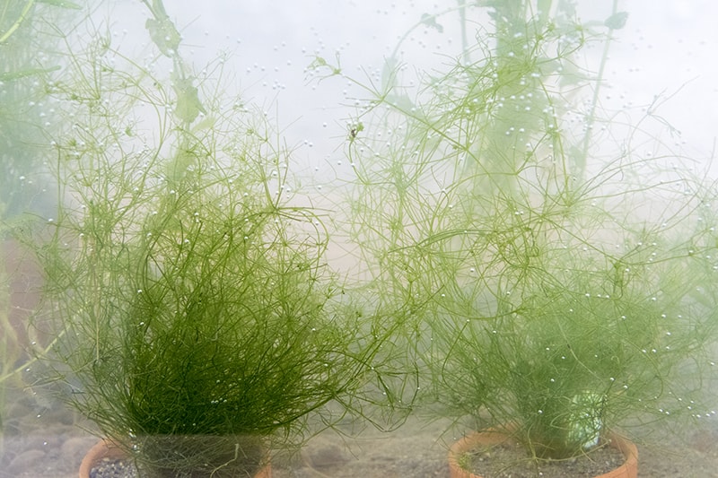 希少種・絶滅危惧種のイノカシラフラスコモ ©Joe Takano