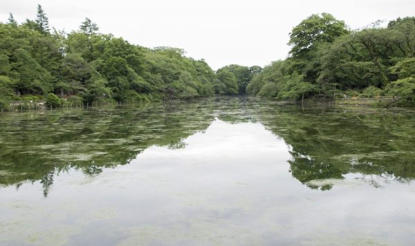 池の水をすべて抜く 本当に正しい方法。