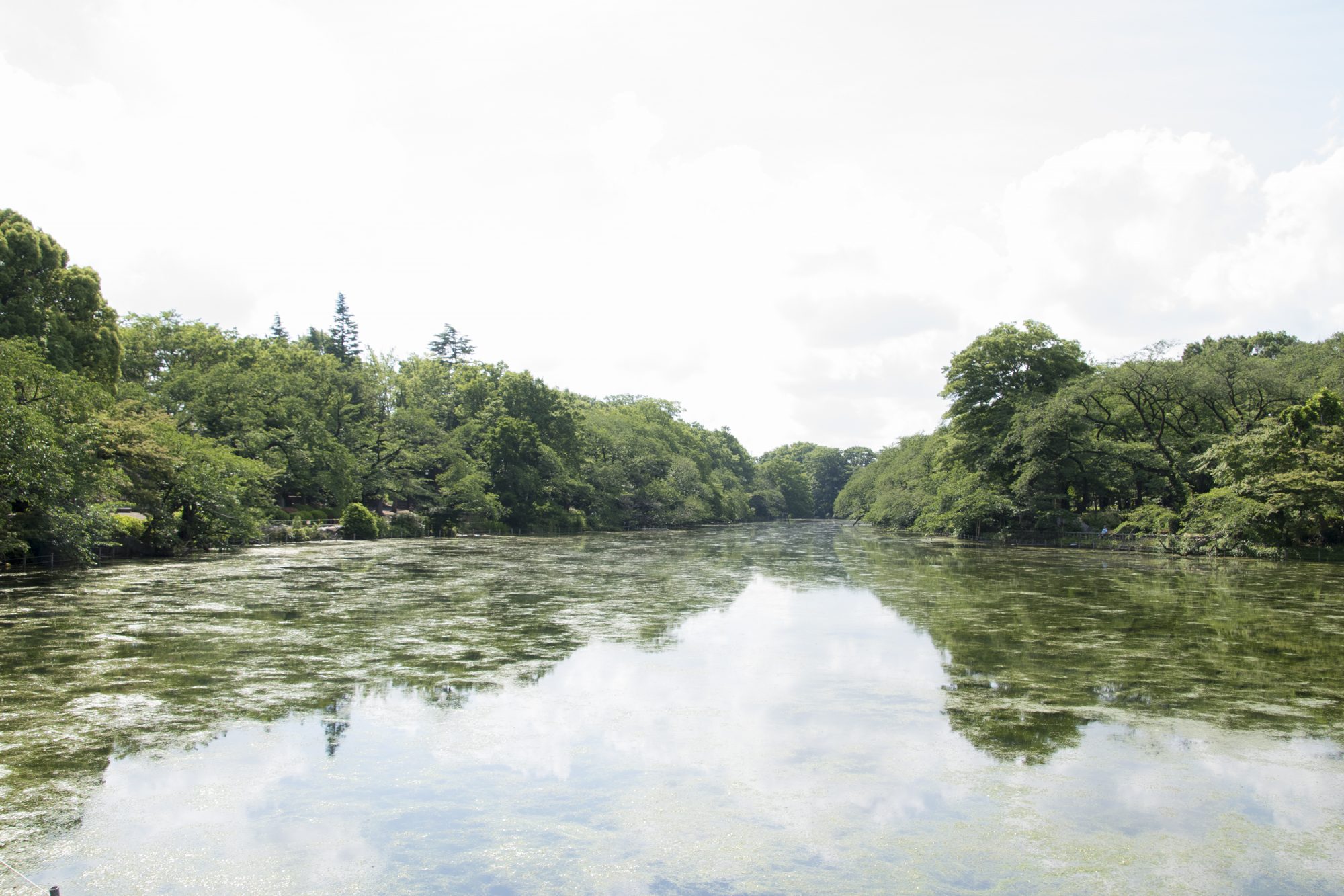 井の頭池（2019年6月） ©Joe Takano