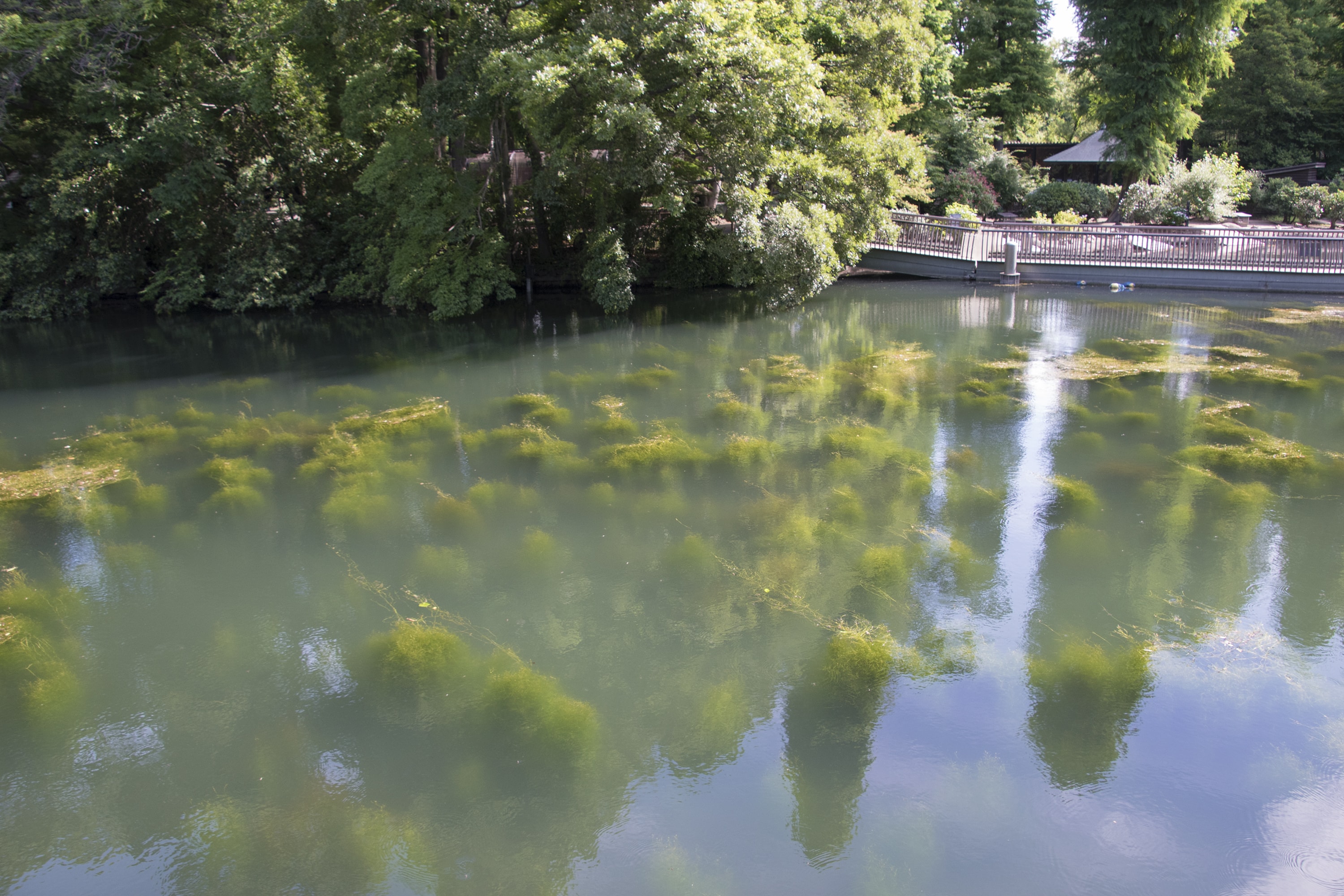 池を乾す