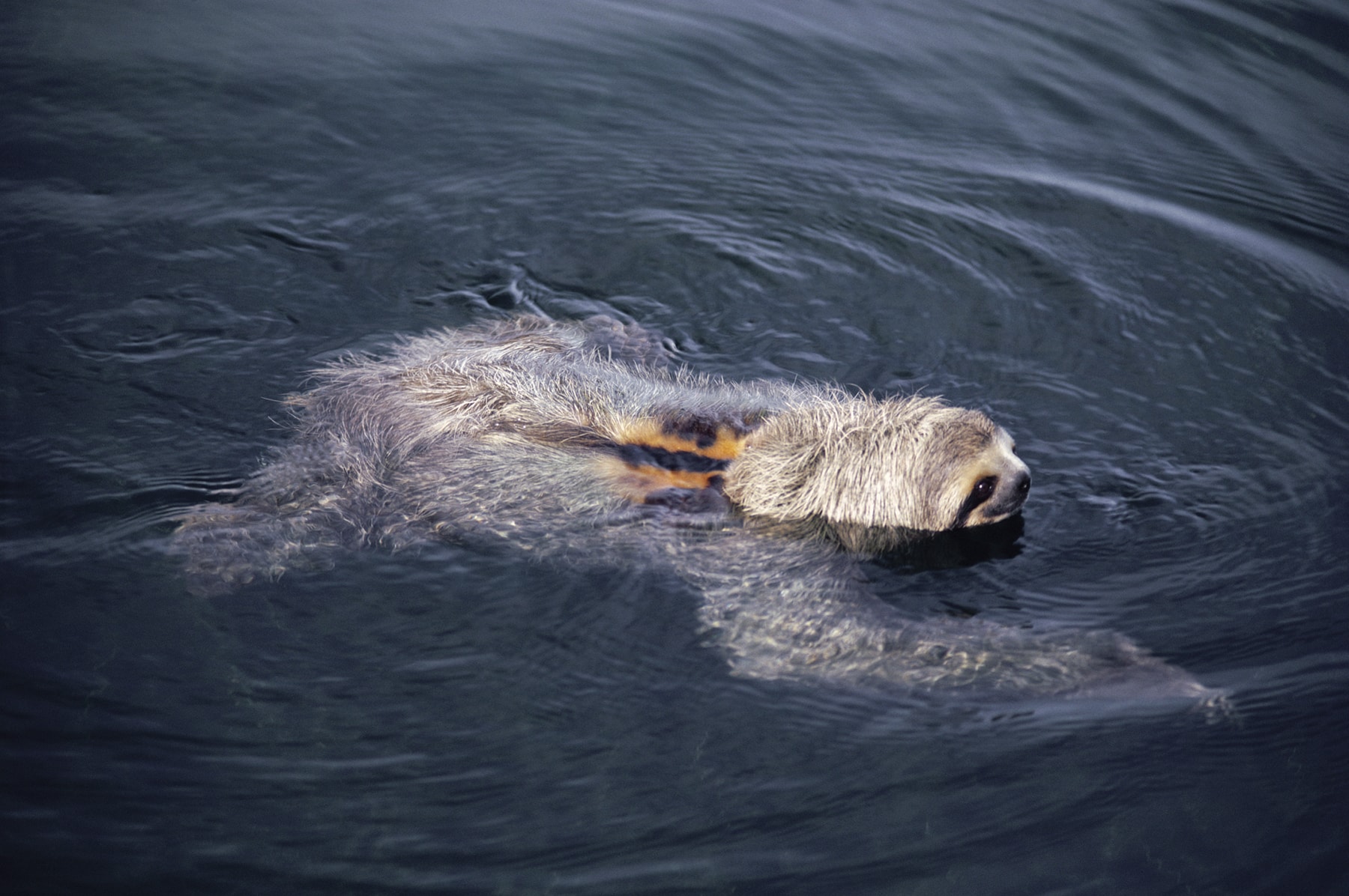 川を泳いで渡るミツユビナマケモノの仲間 ©️Michael &amp; Patricia Fogden/Minden Pictures /amanaimages