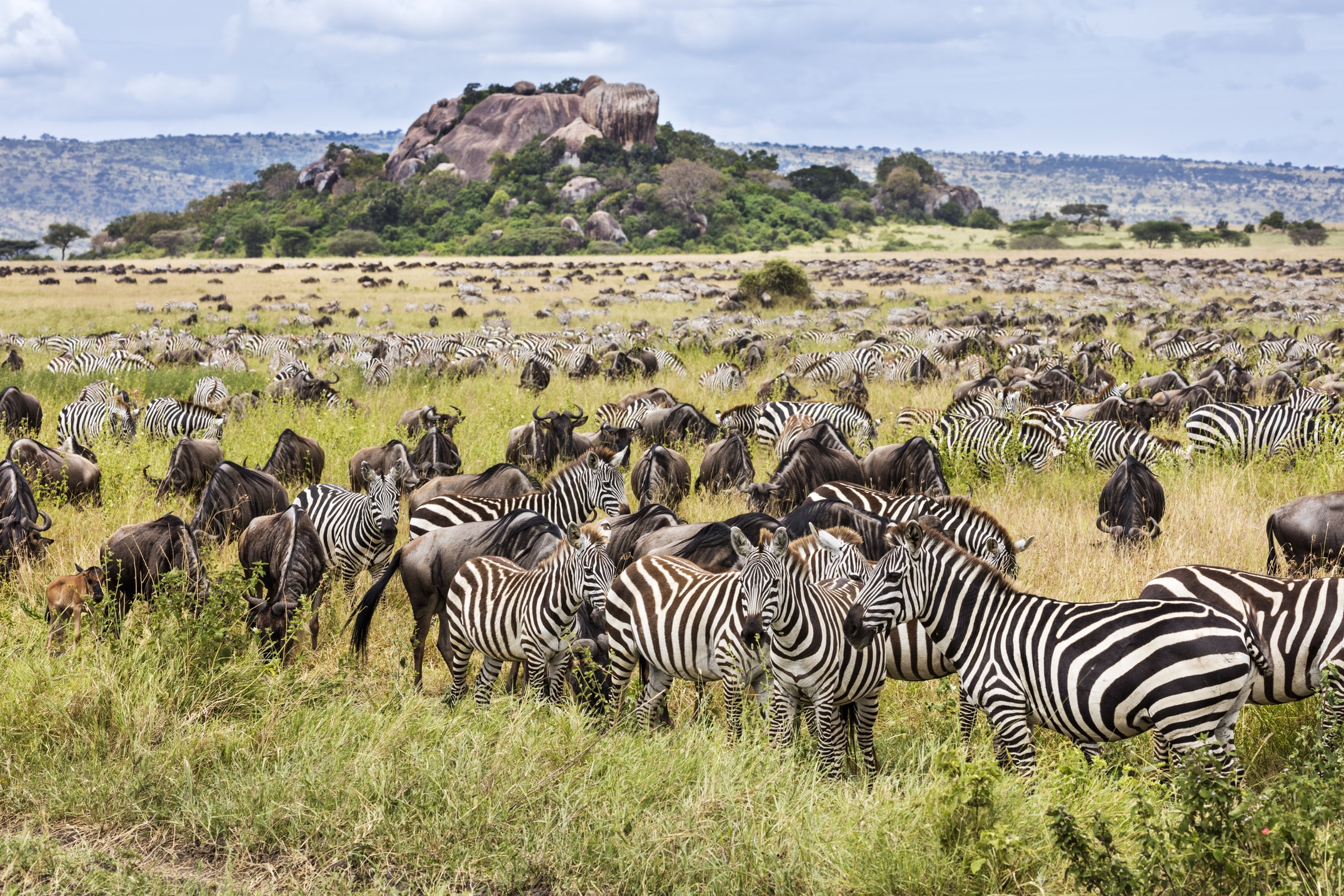 セレンゲティ国立公園 ©︎Nigel Pavitt/awl images /amanaimages