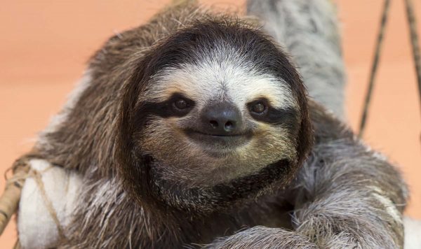 ナマケモノは本当に怠け者なの？