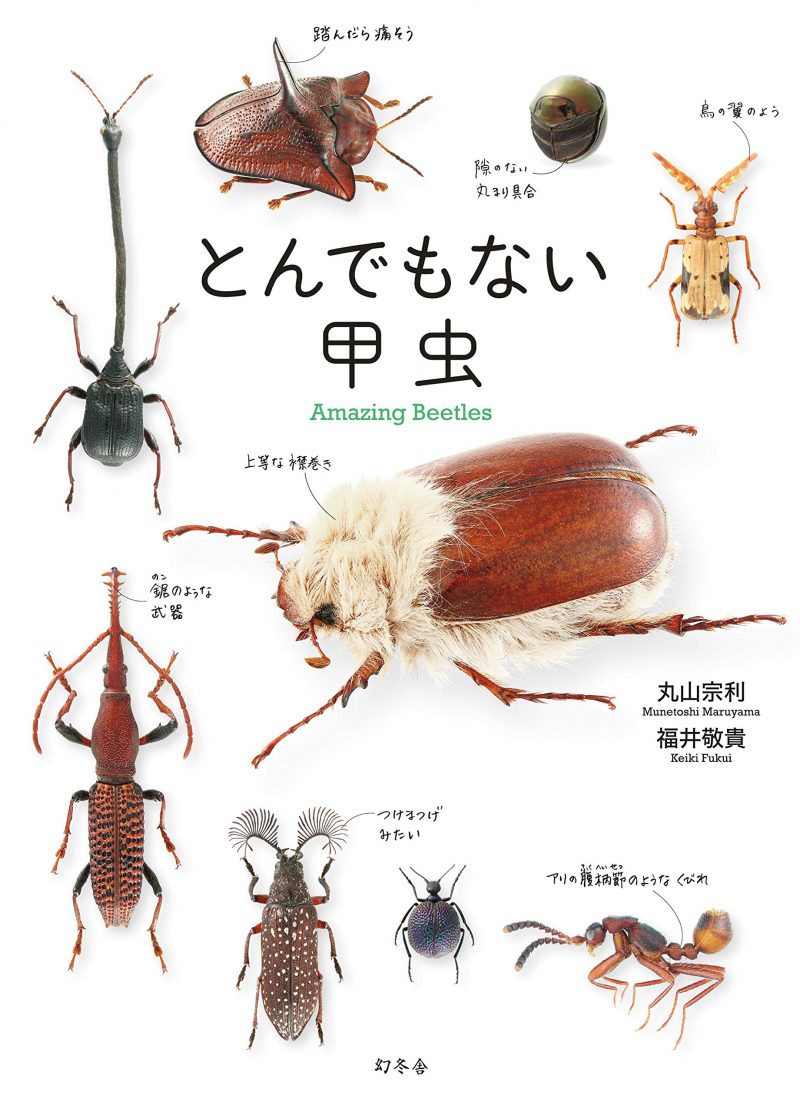 昆虫の世界がすごい 地上でもっとも繁栄する生物 アマナとひらく 自然 科学 のトビラ Nature Science