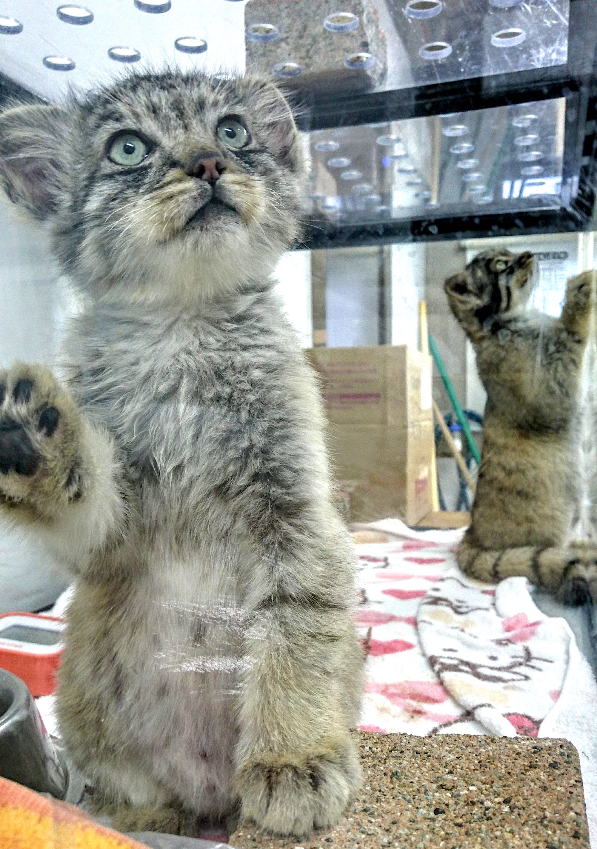 生年月日：2019年4月22日 オス1頭・メス1頭　計2頭 （父親 ボル　母親 ポリー）