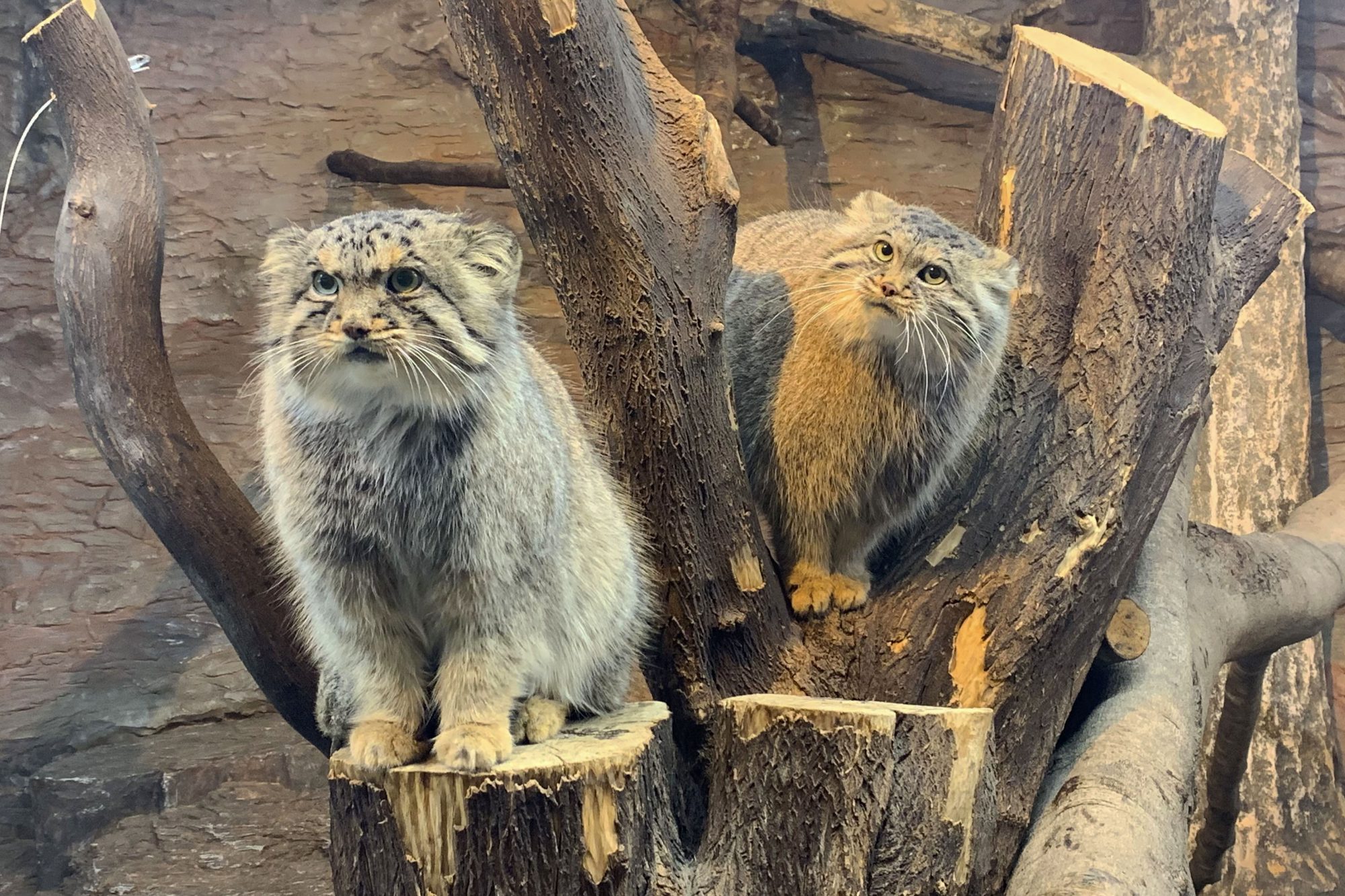 お父さんはボル、お母さんはポリーです 写真：那須どうぶつ王国